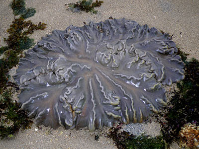 Lobed Leather Coral (Lobophytum sp.)