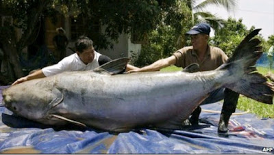  Memancing merupakan hobi dan kegemaran banyak orang dari banyak sekali kalangan  Lihat 10 Umpan Ikan Patin Ampuh Ganas Banget