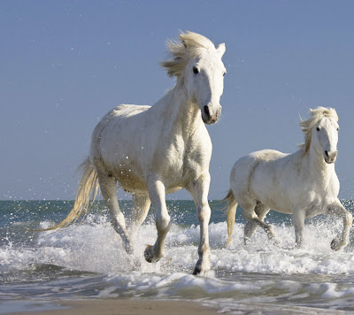 computer wallpaper, wallpapers for computer, wallpaper for computer, horse pictures, free desktop wallpaper of white horses,  white horses wallpapers, white horses pictures, wallpapers for computer, background computer wallpaper, wallpapers for computer, white horses