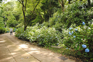 芭蕉の里くろばね紫陽花まつり2012