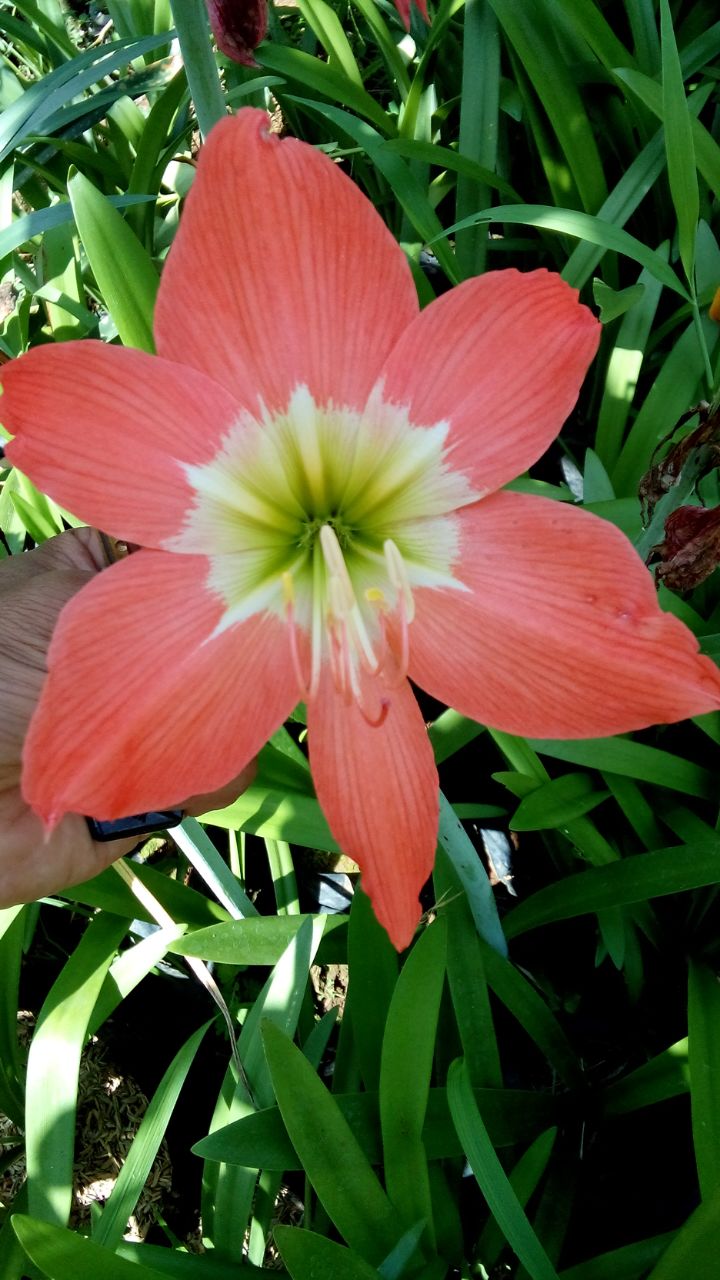 harga bibit Bunga amarilis  amaryliis sp Rp 4 000 