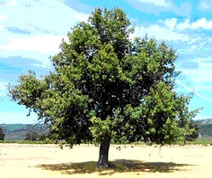 Foto de un roble de día