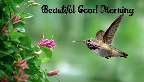 Awesome Good Morning Nature Picture With Birds