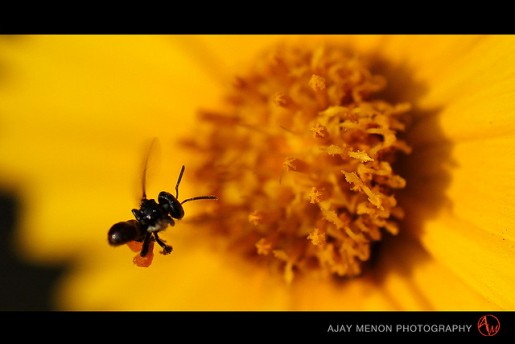 Astonishing Photography by Ajay Menon