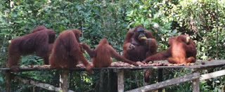 Indonesia, Borneo, Parque Nacional Tanjung Puting.