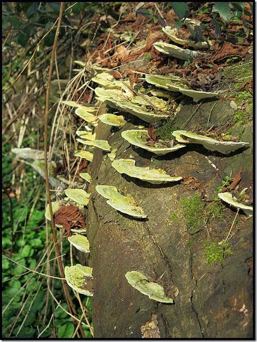 1232fungus