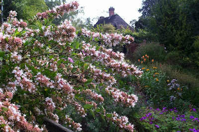 Abelia chinensis care and culture