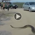 iant Pythons Man Attack