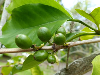 Coffea arabica - Caféier d'Arabie - Café arabica