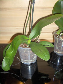 Phalaenopsis noid 2