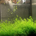 Coba Pakai tanaman aquascape ini kalau kalian cari yang mudah banget tahan banting. Jenis tanaman aquascape pemula low co2 Pemula.