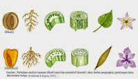 perbedaan struktur tanaman dikotil dan monokotil