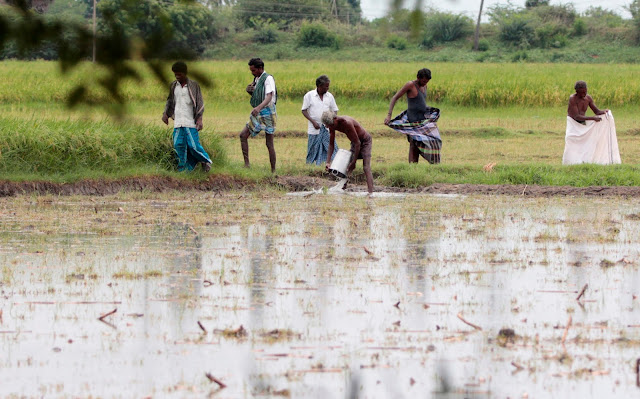 riziculteur tamil nadu