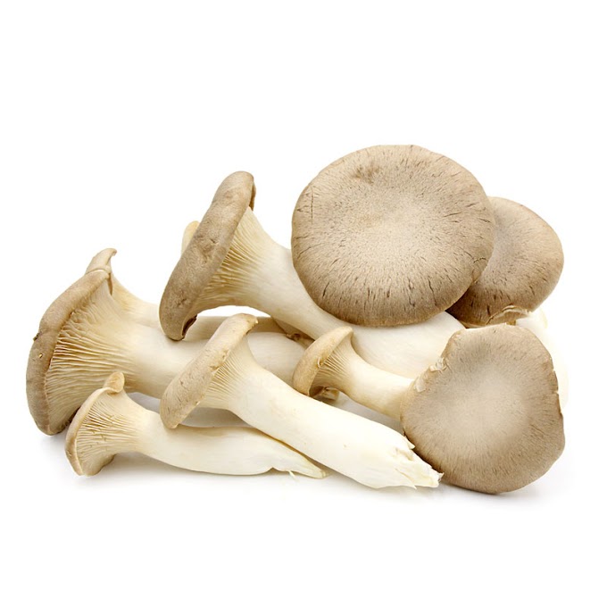 Mushroom Supplier Company in Bikaner  | Mushroom Supplier Company in India | Biobritte Agro Solutions Private Limited