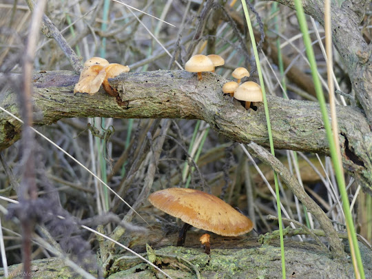 little mushrooms sprouting from sagebrush