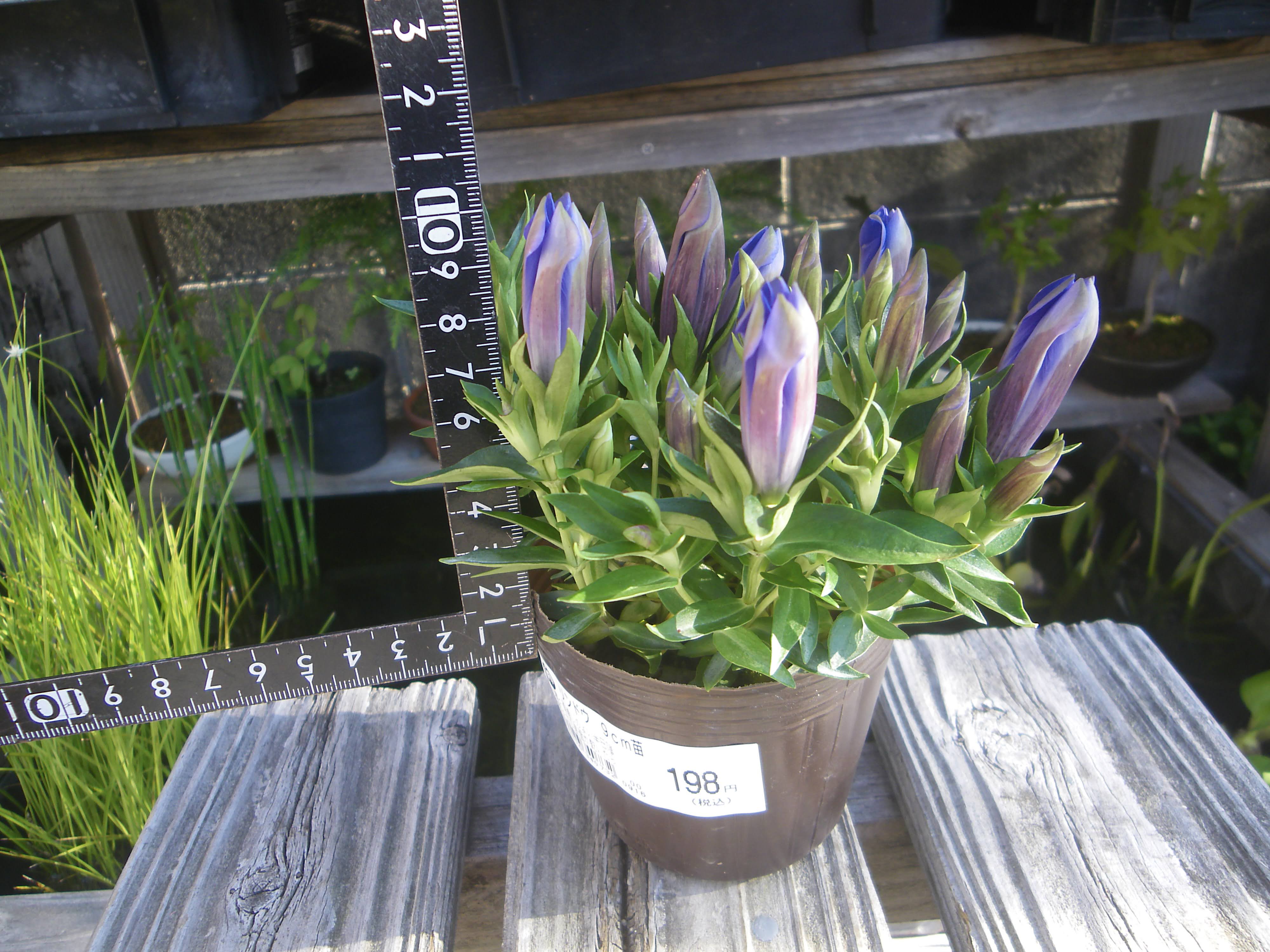 リンドウ 竜胆 の育て方 小さな鉢植えで青紫色の筒状の花を楽しむ メダカの大工