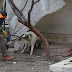 Kayseri'de Sokak Köpekleri halkı tedirgin ediyor: Veliler sopa ile geziyor!