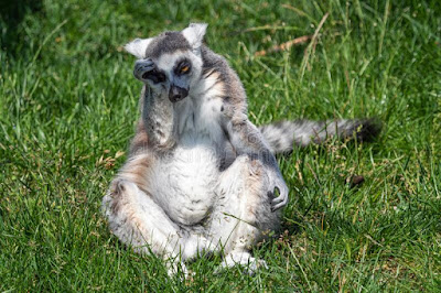Lemurs