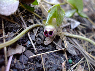 European Ginger (Asarum europaeum)