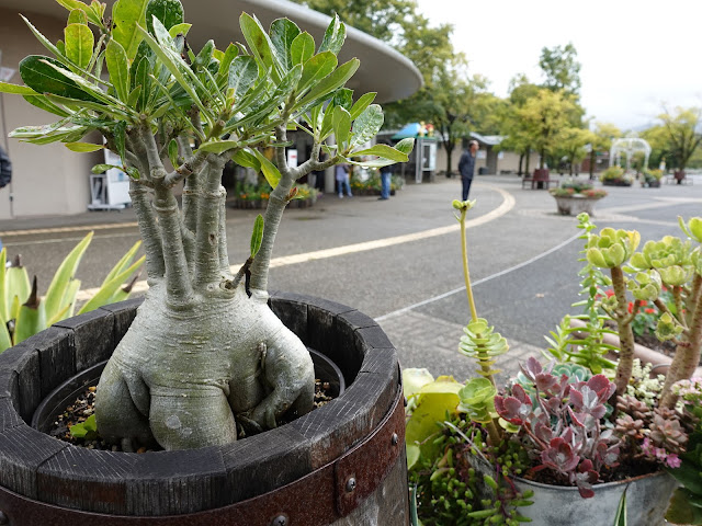 とっとり花回廊入り口の噴水から