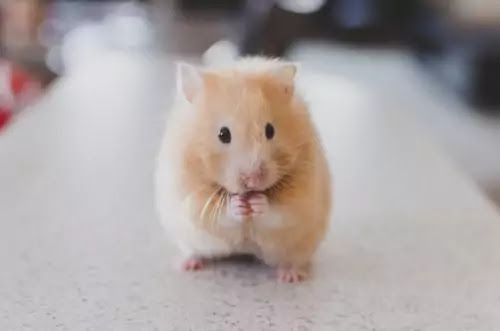 All About Hamsters You Must Need To Know