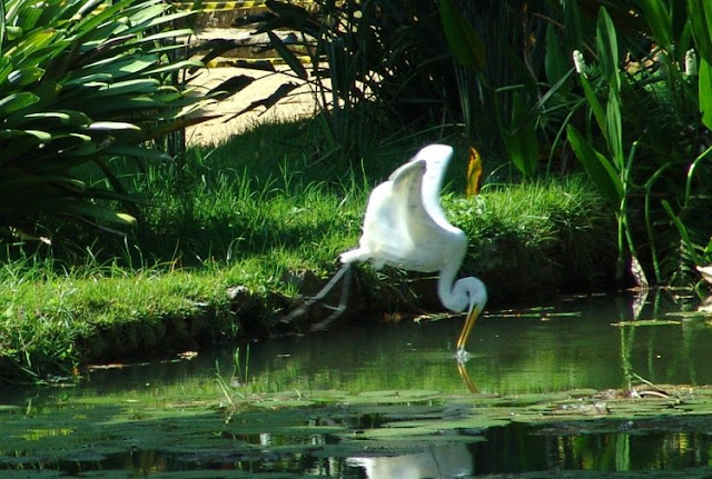 Existem várias gêneros de garças (aproximadamente 60), porém as mais conhecidas são: ardea alba (garça-branca-grande), bulbucos (garça-vaqueira), ardea cocoi (garça-moura), tigrisoma e zebrilus.