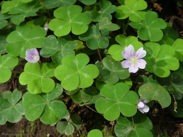 31: white flowers with purple stripes