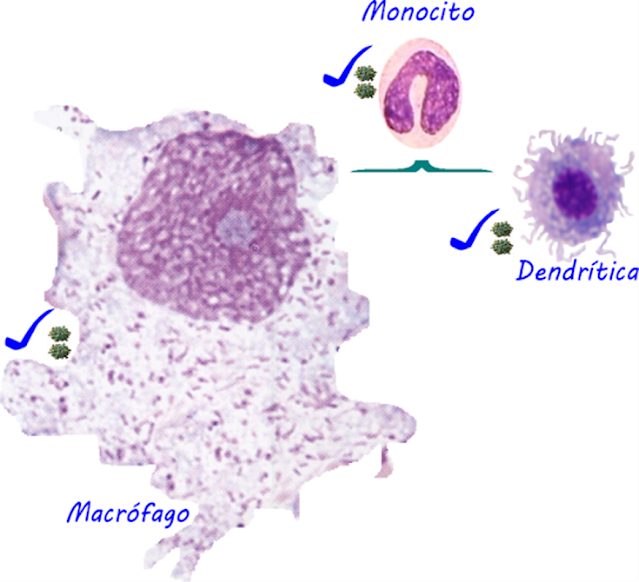 Los monocitos si se ven diferentes. A diferencia de la línea linfocitaria, la monocitaria si experimenta grandes cambios en su activación, el problema es que todas, incluso el precursor monocito posee el receptor CD en sus membranas, lo cual los hace vulnerables al ataque del VIH.