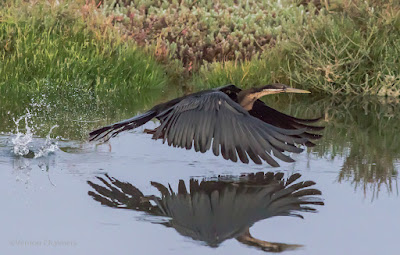 Birds in Flight Photography Shoots Woodbridge Island / Cape Town  