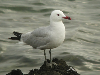 Audouin's Gull 