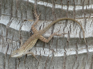 Anole brun - Anole marron - Anolis sagrei