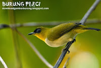 harga burung pleci