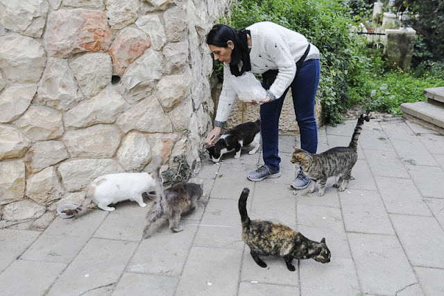 Feeding stray cats divides Israelis