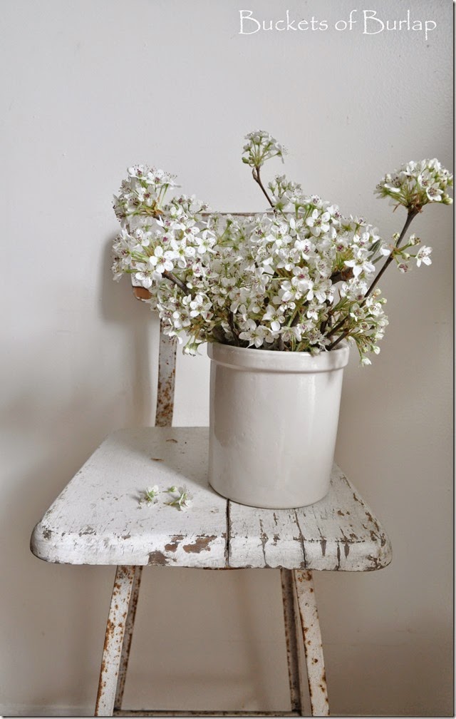 Pear blossoms-2