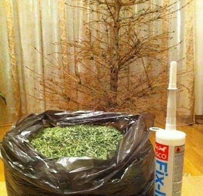 Enfin un sapin de Noël recyclable !