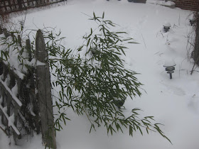 bamboo growing in snow, michigan, snow, hearty bamboo, winter