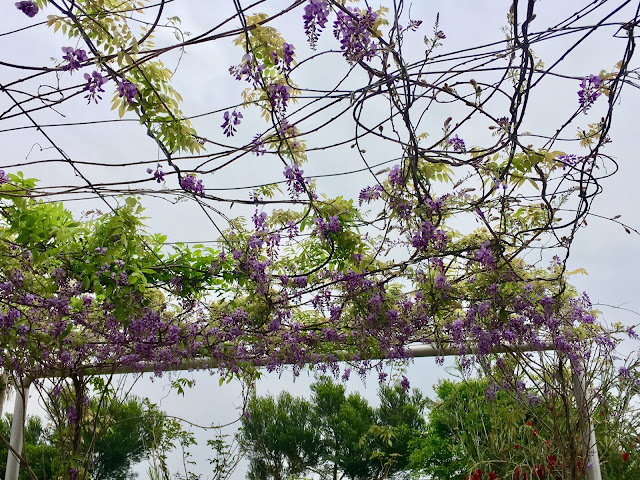 wisteria blossom, hsinchu, taiwan