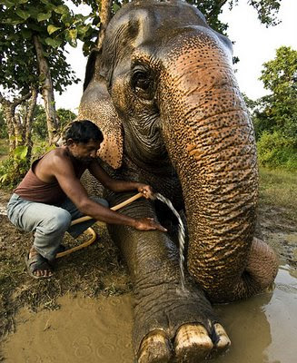 The oldest elephant in the world