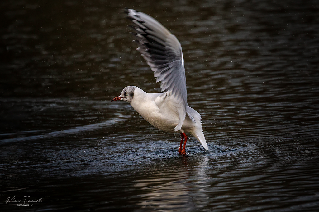 flygande mås