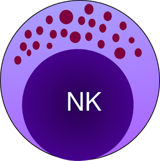 Imagen de una célula asesina natural(Natural Killer) - Valores Normales de Leucocitos 