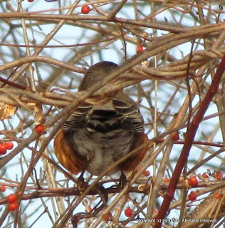 American Robin