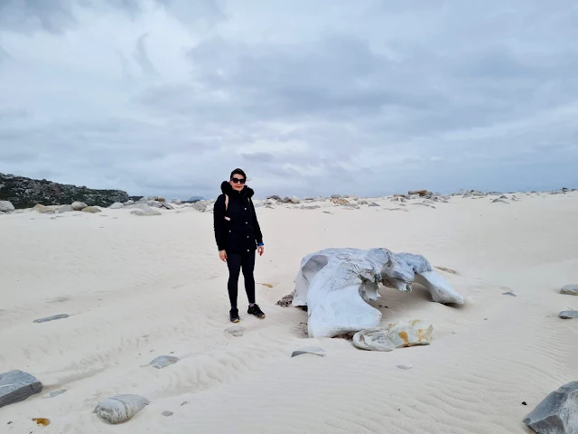 Whale skull at Cape Point