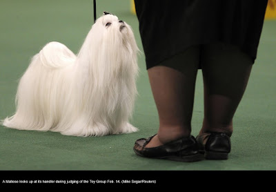 135th Westminster Kennel Club Dog Show at Madison Square Garden in New York City