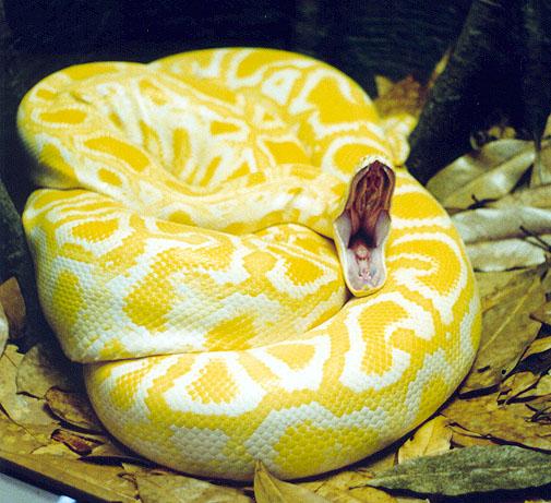 Yellow snake 3 Albino Burmese Python by Denise McQuillen Amazing Colorful Snakes   Most Beautiful Venomous Snakes of the World