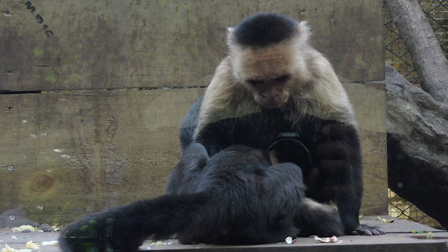 El mono carablanca, maicero cariblanco, capuchino, tanque, machín, caurara o carita blanca
