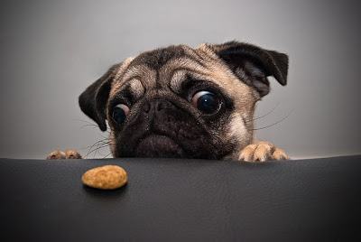 cachorro com biscoito