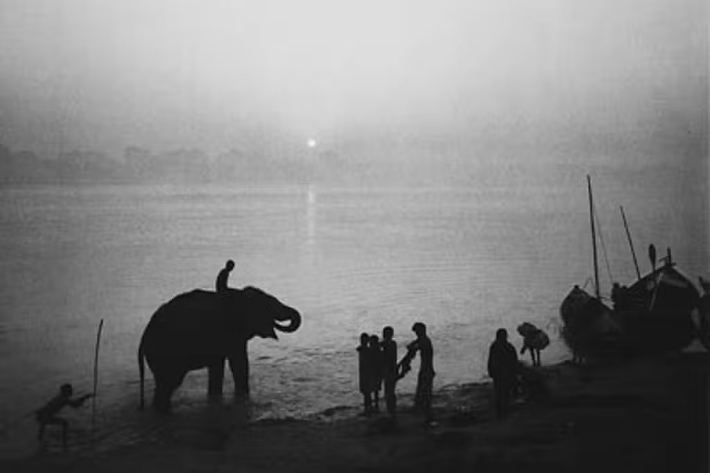 Elephants in Dawn