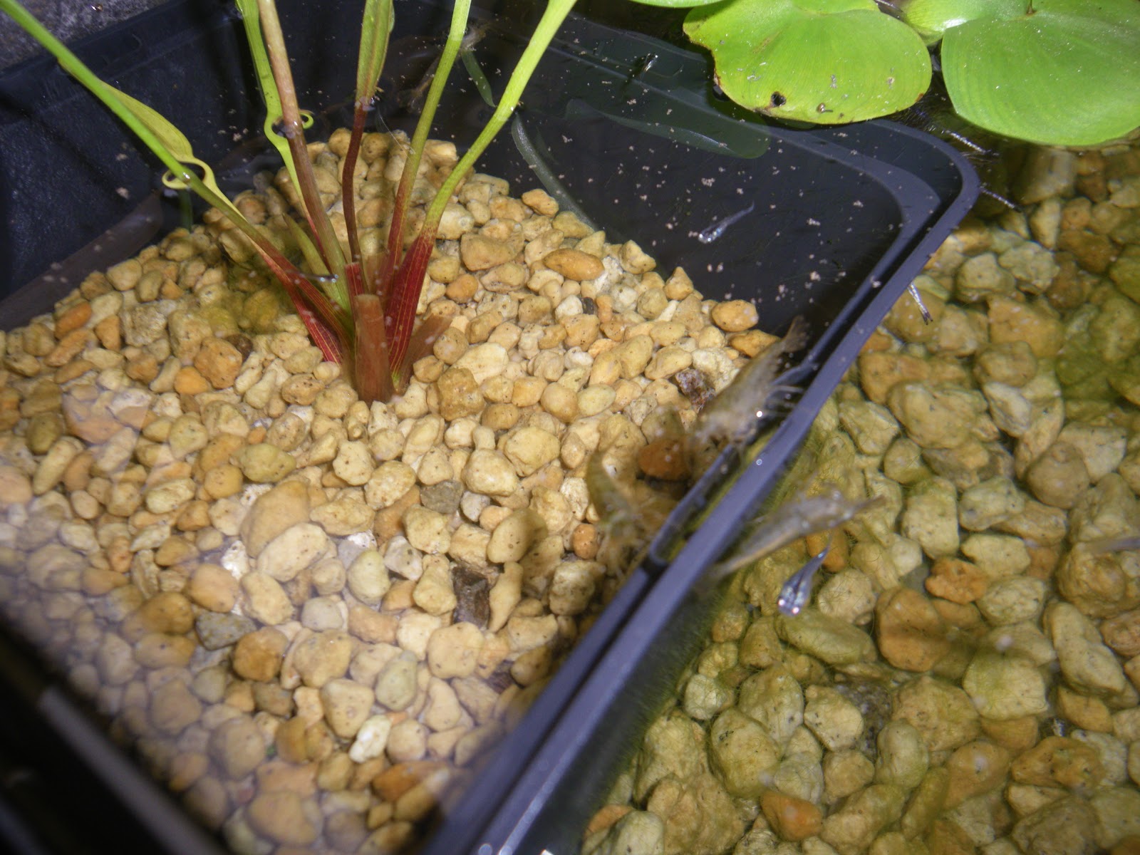 繁殖用のビオトープの稚魚が大きく成長しています メダカの大工