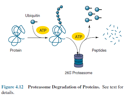 Proteasome Degradation of Proteins