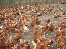 Menengok sistem perkandangan ayam  petelur di luar negeri 